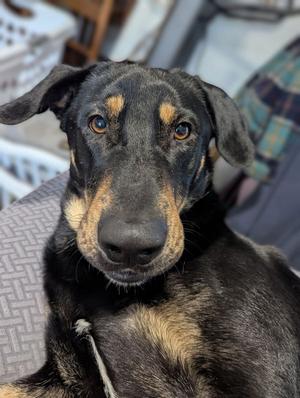 Flanagan, Doberman Pinscher, young, available for adoption