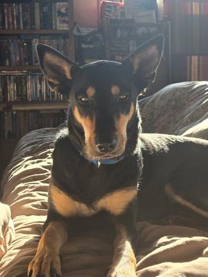 Mimi, Doberman Pinscher, young, available for adoption