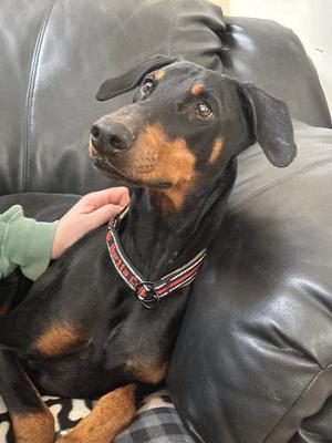 Erika, Doberman Pinscher, adult, available for adoption