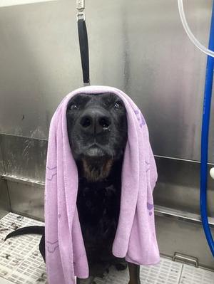 Tia, Doberman Pinscher / German Shepherd Dog, adult, available for adoption