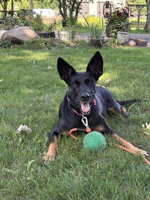 A black and tan dog with large ears lying on the grass, holding a green ball in its mouth.