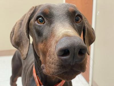 Princess, Doberman Pinscher, young, available for adoption