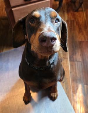Leo, Doberman Pinscher, adult, available for adoption