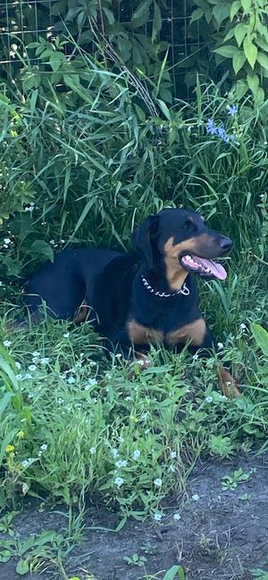 Blue, Doberman Pinscher, adult, available for adoption