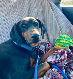 Blue, Doberman Pinscher, adult, available for adoption