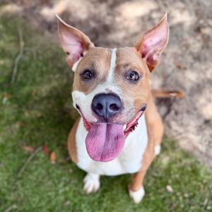 Jambalaya, Mixed Breed (Medium), adult, available for adoption