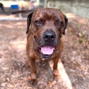 A brown dog with a black nose and pink tongue sticking out, standing on a dirt path.