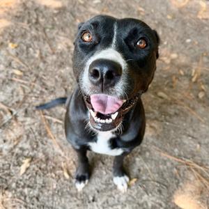 A black and white dog with a happy expression, looking up at the camera.