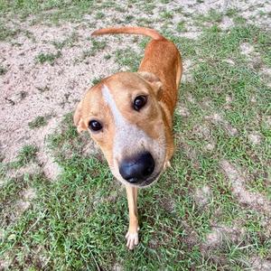 A brown dog with a white stripe on its face is standing on grass, looking up at the camera.