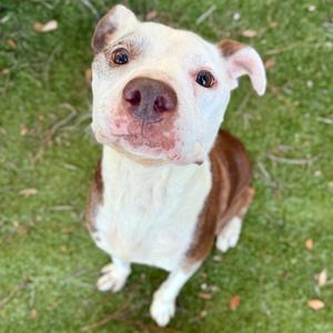 Diesel 🐾, Terrier, American Pit Bull, senior, available for adoption