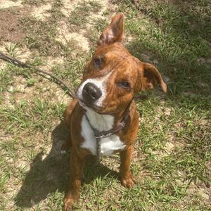 A brown and white dog sitting on grass, looking up with its ears perked and tongue slightly out.