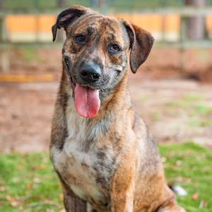 A brindle dog with a white chest and face markings, sitting on grass with its tongue out, looking at the camera.