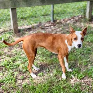 A brown and white dog standing on grass
