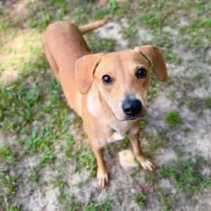 A brown dog with floppy ears standing on grass, looking up at the camera.