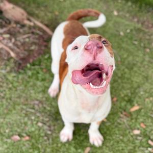 A brown and white dog with its mouth open, standing on grass.