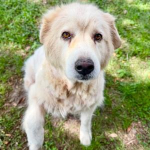 Juniper 🐾, Pyrenees, Great, adult, available for adoption