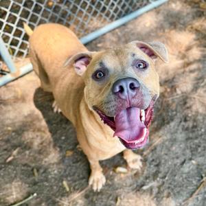 A brown dog with a happy expression, its tongue out, standing on a dirt ground near a chain-link fence.
