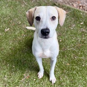 Bo 🐾, Mixed Breed (Medium), adult, available for adoption