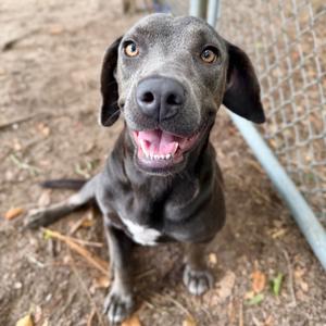 Juliet, Mixed Breed (Large), adult, available for adoption