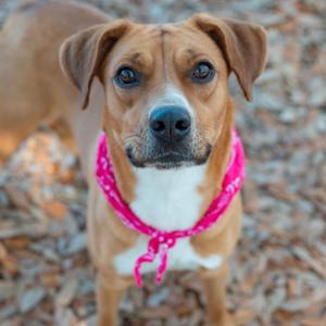 A brown dog with a white chest and a pink bandana around its neck, standing on a bed of leaves.
