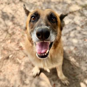 Donald 🐾, Shepherd, German, senior, available for adoption