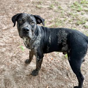 Daytona, Mixed Breed (Large), adult, available for adoption