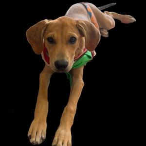 Enchilada, Mixed Breed (Small), adult, available for adoption