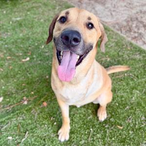 A happy brown dog with its tongue out, sitting on grass.
