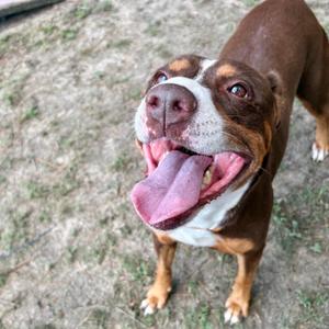 Diva Biscuit, Mixed Breed (Large), adult, available for adoption