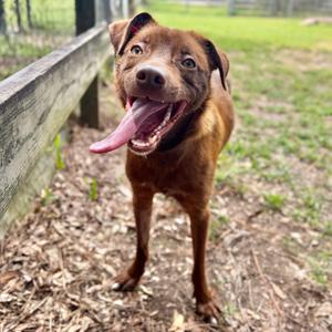 Arabica Bean, Mixed Breed (Medium), adult, available for adoption