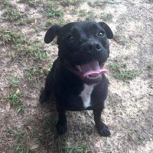 Bitsy, Mixed Breed (Medium), adult, available for adoption