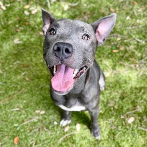 Ace 🐾, Mixed Breed (Medium), adult, available for adoption