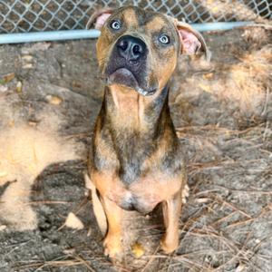 A brown and black dog with blue eyes sitting on the ground, looking up.