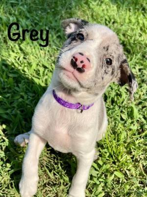 Grey, Catahoula Leopard Dog, puppy, available for adoption