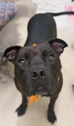 Brie, American Bully, adult, available for adoption