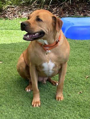 Goose, American Bulldog, adult, available for adoption