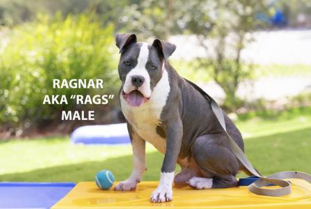 Ragnar, American Staffordshire Terrier, adult, available for adoption