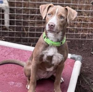 Mecca, Retriever, young, available for adoption