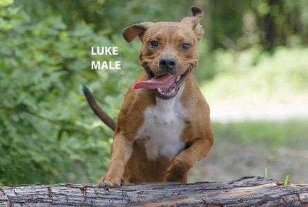 Luke, American Bully, adult, available for adoption