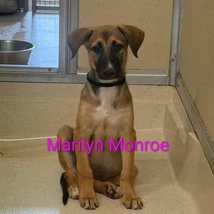 Marilyn Monroe, Shepherd, puppy, available for adoption