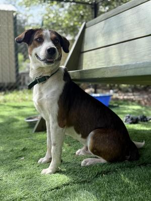 Oswald, Australian Shepherd, adult, available for adoption