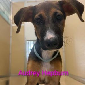 Audrey Hepburn, Shepherd, puppy, available for adoption