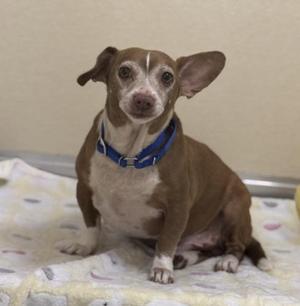 A small brown and white dog with large ears wearing a blue collar, sitting on a patterned blanket.