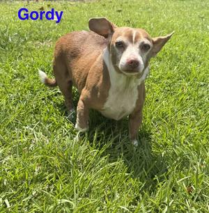 Gordy, Chihuahua, adult, available for adoption