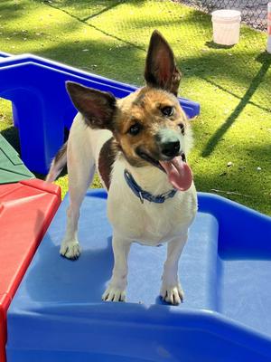 Magnolia, Shetland Sheepdog / Sheltie / Chihuahua, adult, available for adoption