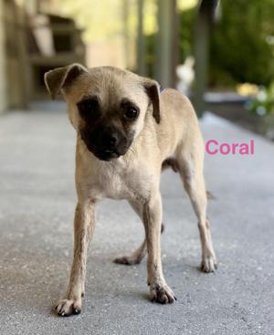 Coral, Pug / Chihuahua, adult, available for adoption