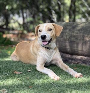 Kenzo, Beagle, adult, available for adoption