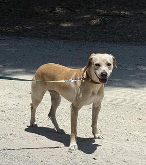 Betty, Labrador Retriever, adult, available for adoption