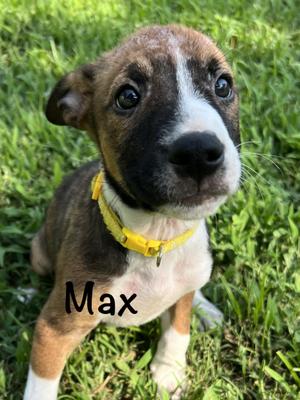 Max, Catahoula Leopard Dog, puppy, available for adoption