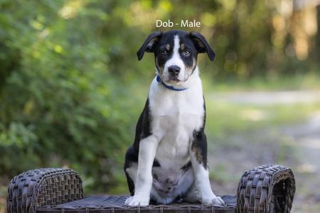 Dobs, Retriever, puppy, available for adoption